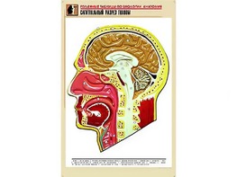 Рельефная таблица "Сагиттальный разрез головы" (формат А1, матовое ламинирование) - fgospostavki.ru - Саратов
