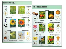 Коллекция "Семена и плоды" - fgospostavki.ru - Саратов