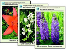 Гербарий фотографический "Основные группы растений" - fgospostavki.ru - Саратов