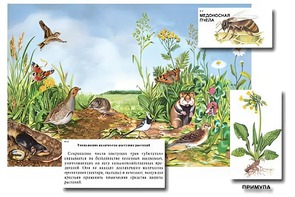 Магнитный плакат-аппликация "Луг: биоразнообразие и взаимосвязи в сообществе" - fgospostavki.ru - Саратов