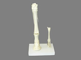 Модель "Скелет конечностей лошади и овцы" (на подставке) - fgospostavki.ru - Саратов