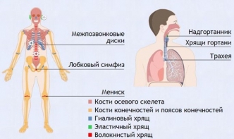 Интерактивные курсы. Биология 9 класс. Базовый. - fgospostavki.ru - Саратов