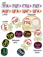 Модель-аппликация Биосинтез белка - fgospostavki.ru - Саратов