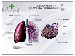 Стенд "Дыхательная система человека" - fgospostavki.ru - Саратов