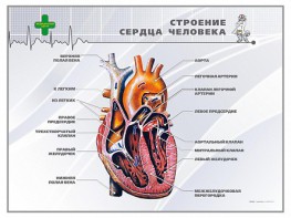 Стенд "Строение сердца человека" - fgospostavki.ru - Саратов