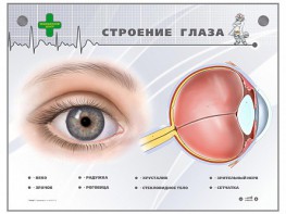 Интерактивный стенд "Строение глаза" - fgospostavki.ru - Саратов