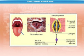 Интерактивные курсы. Биология 10 класс. Базовый. - fgospostavki.ru - Саратов