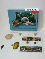 Коллекция "Раковины моллюсков" - fgospostavki.ru - Саратов