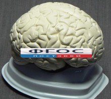 Модель "Мозг в разрезе" (белый) - fgospostavki.ru - Саратов