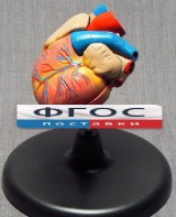 Модель "Сердце" (лабораторная) - fgospostavki.ru - Саратов