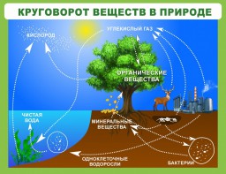 Стенд "Круговорот веществ" - fgospostavki.ru - Саратов