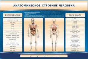 Электрифицированный стенд-тренажер c макетом скелета "Анатомическое строение человека" - fgospostavki.ru - Саратов