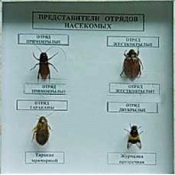 Коллекция энтомологическая "Представители отряда насекомых" - fgospostavki.ru - Саратов