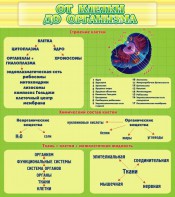 Стенд "От клетки до организма" - fgospostavki.ru - Саратов