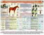 Комплект плакатов "Служебное коневодство" - fgospostavki.ru - Саратов