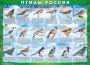 Комплект таблиц "Птицы России (4 листа)" (100х140 сантиметров, винил) - fgospostavki.ru - Саратов