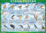 Комплект таблиц "Птицы России (4 листа)" (100х140 сантиметров, винил) - fgospostavki.ru - Саратов