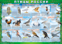 Комплект таблиц "Птицы России (4 листа)" (100х140 сантиметров, винил) - fgospostavki.ru - Саратов