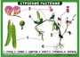 Комплект таблиц "Ознакомление с окружающим миром 1-4 класс" - fgospostavki.ru - Саратов